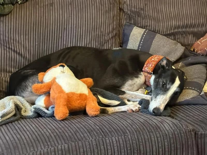 Tulip, Greyhound (Dogs Trust Evesham)