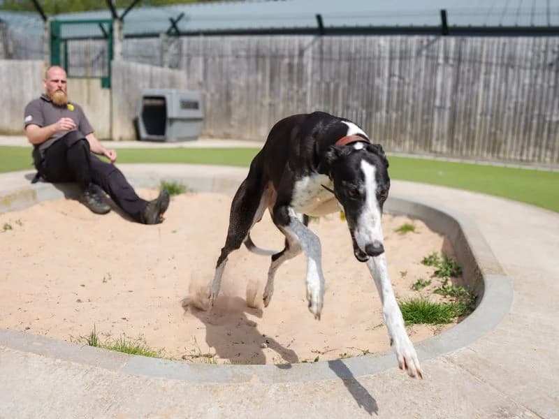 Tulip, female 5yo Greyhound for adoption at Dogs Trust Evesham, Evesham