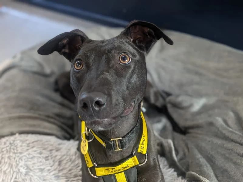 Lydia Longlegs, female young mixed breed for adoption at Dogs Trust West Calder, West Calder