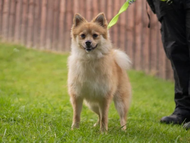 Coco, female young German Spitz for adoption at Dogs Trust Kenilworth, Kenilworth