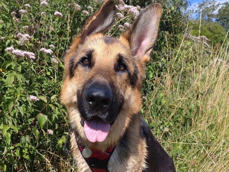 Rik, male 5yo mixed breed for adoption at Dogs Trust Shoreham, Shoreham by Sea