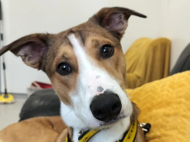 Marvin, male young Border Collie for adoption at Dogs Trust Ballymena, Ballymena