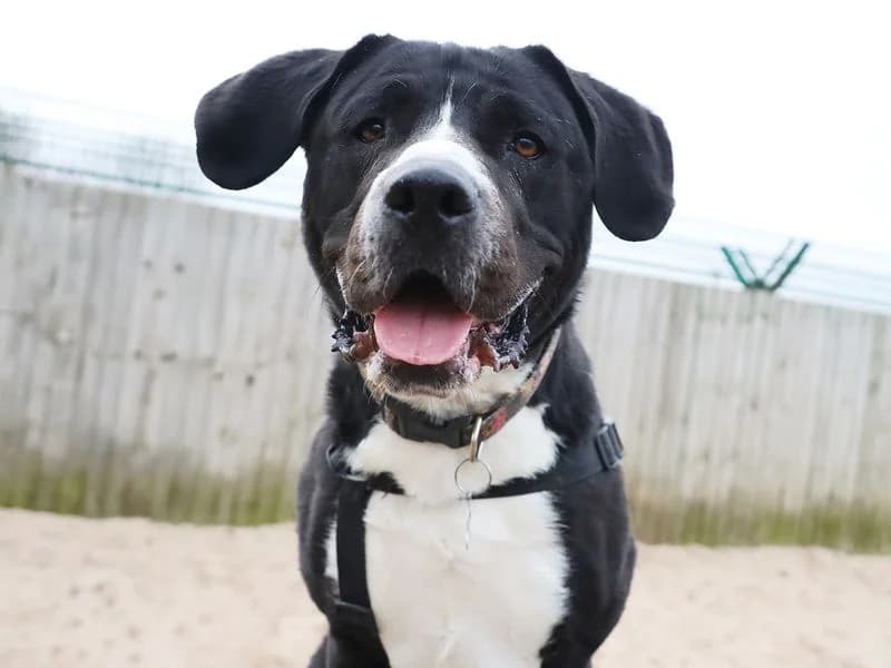 Penny, female young Labrador Retriever for adoption at Dogs Trust Leeds, Leeds