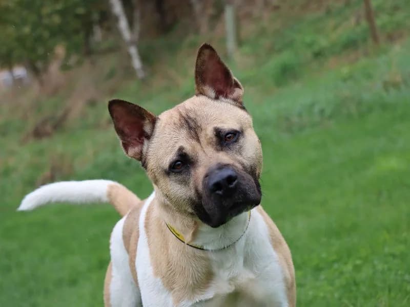 Hugo, male 3yo Akita for adoption at Dogs Trust Darlington, Sadberge