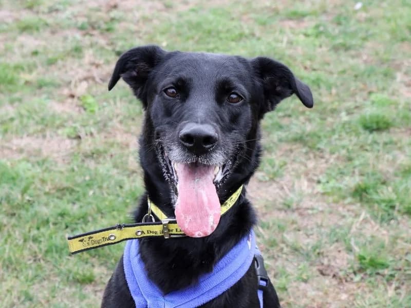 Dexter, male 5yo mixed breed for adoption at Dogs Trust Evesham, Evesham