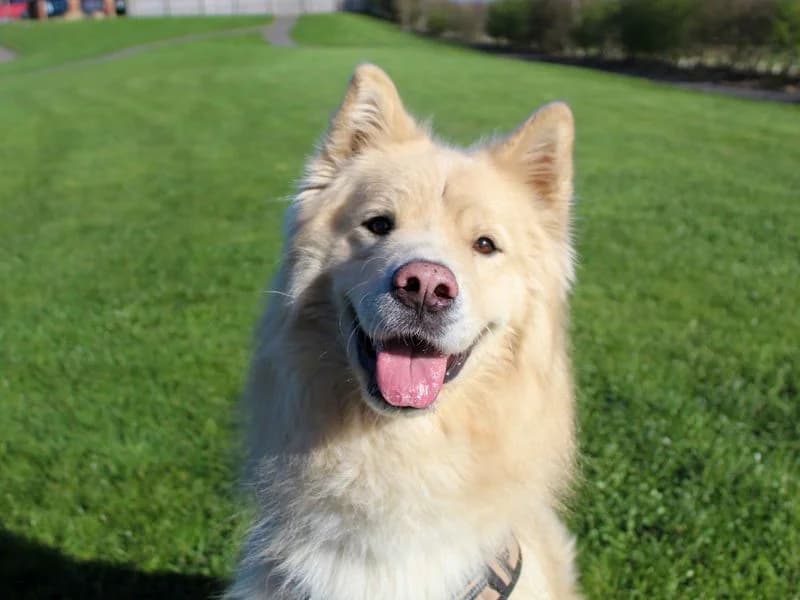 Barley, male 3yo Samoyed for adoption at Dogs Trust Darlington, Sadberge
