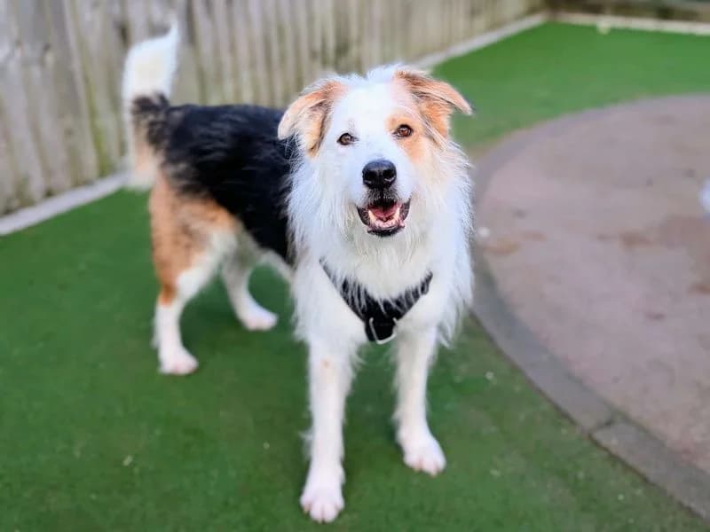 Marley, male 5yo Mixed Breed for adoption at Dogs Trust Cardiff, Cardiff