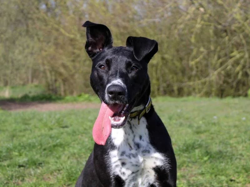 Pandora, female puppy Staffordshire Bull Terrier for adoption at Dogs Trust Darlington, Sadberge