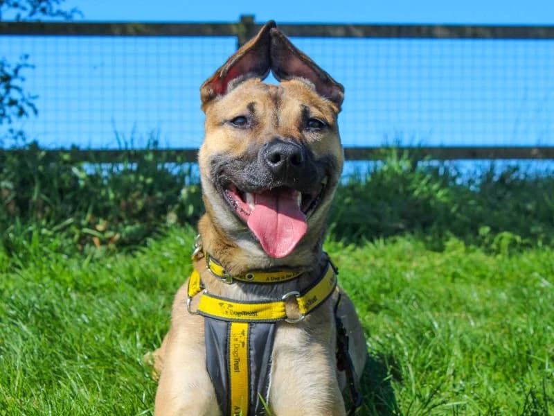 Beanie, Staffordshire Bull Terrier (Dogs Trust Darlington)