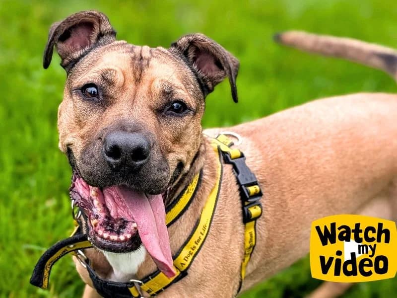 Roxy, female 6yo English Bulldog for adoption at Dogs Trust Cardiff, Cardiff
