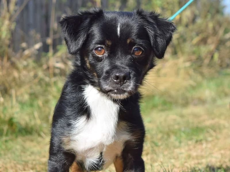 Pingu, male 3yo Mixed Breed for adoption at Dogs Trust Harefield, Harefield
