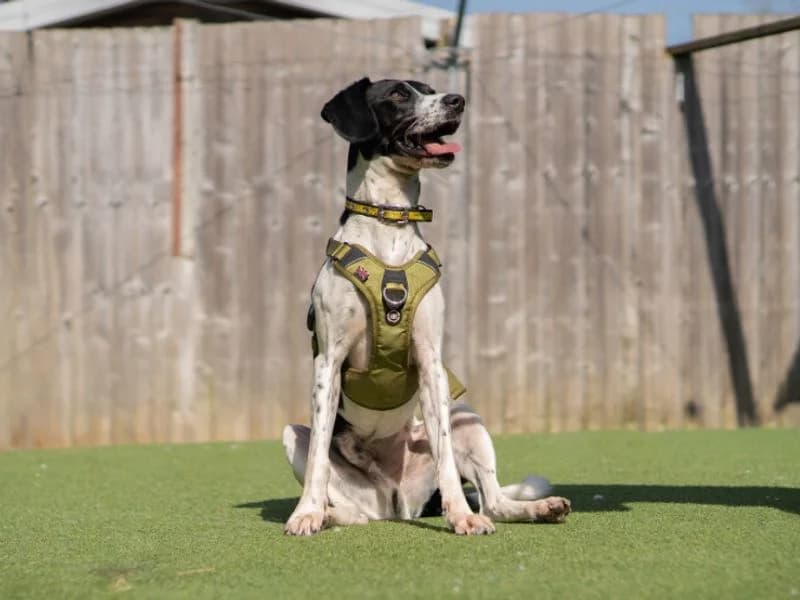 Woody, male 3yo Labrador Retriever for adoption at Dogs Trust Kenilworth, Kenilworth