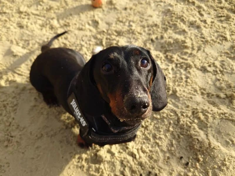 Frankie, male 5yo mixed breed for adoption at Dogs Trust Harefield, Harefield