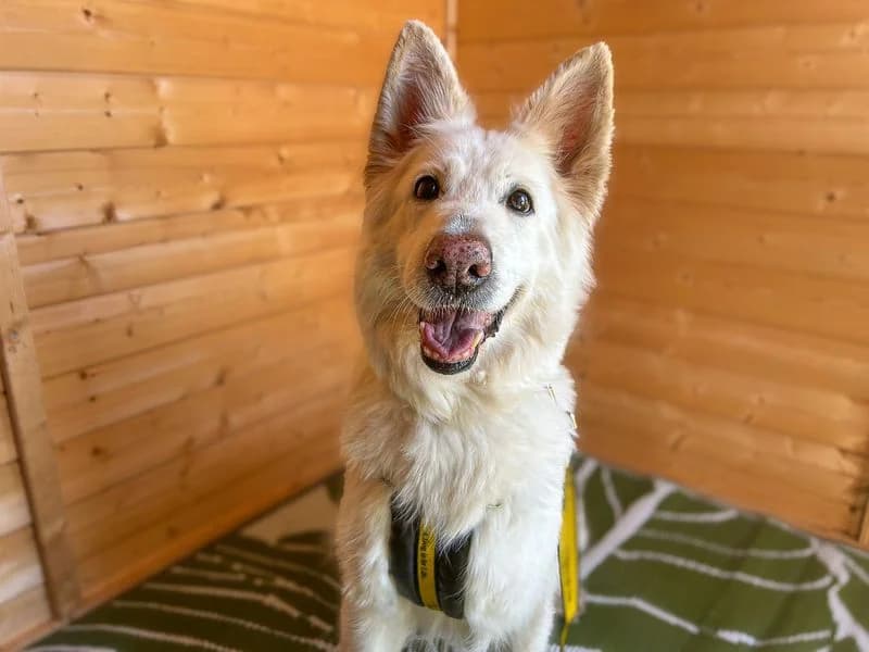Rosie, female senior mixed breed for adoption at Dogs Trust Basildon, Wickford