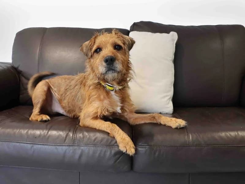 Ralphie, male 5yo mixed breed for adoption at Dogs Trust Darlington, Sadberge