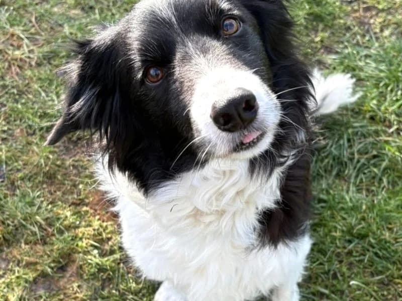 Meg, female senior Border Collie for adoption at Dogs Trust Shoreham, Shoreham by Sea