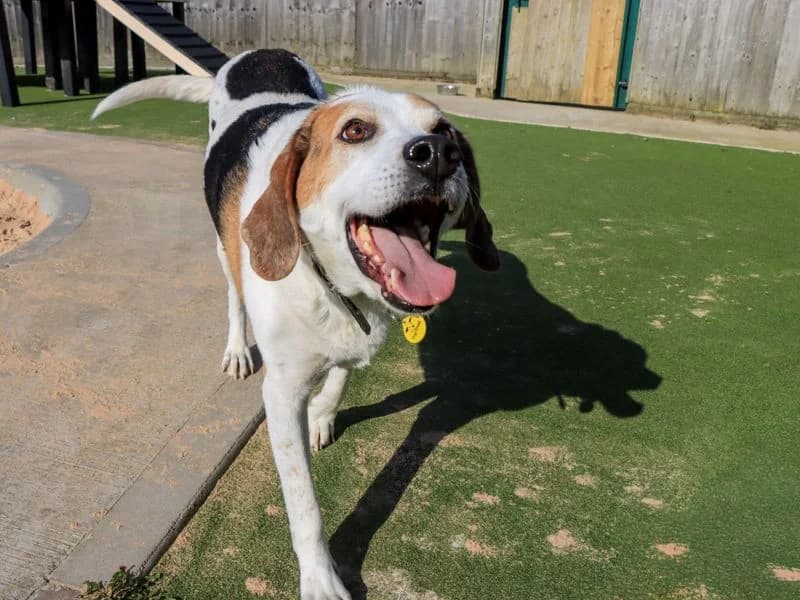 Tuppence, male senior mixed breed for adoption at Dogs Trust Evesham, Evesham