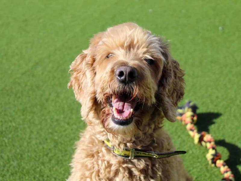 Arthur, male senior Cocker Spaniel for adoption at Dogs Trust Darlington, Sadberge