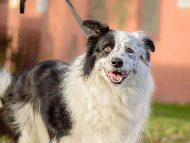 Shaun, male senior Collie for adoption at Dogs Trust Kenilworth, Kenilworth