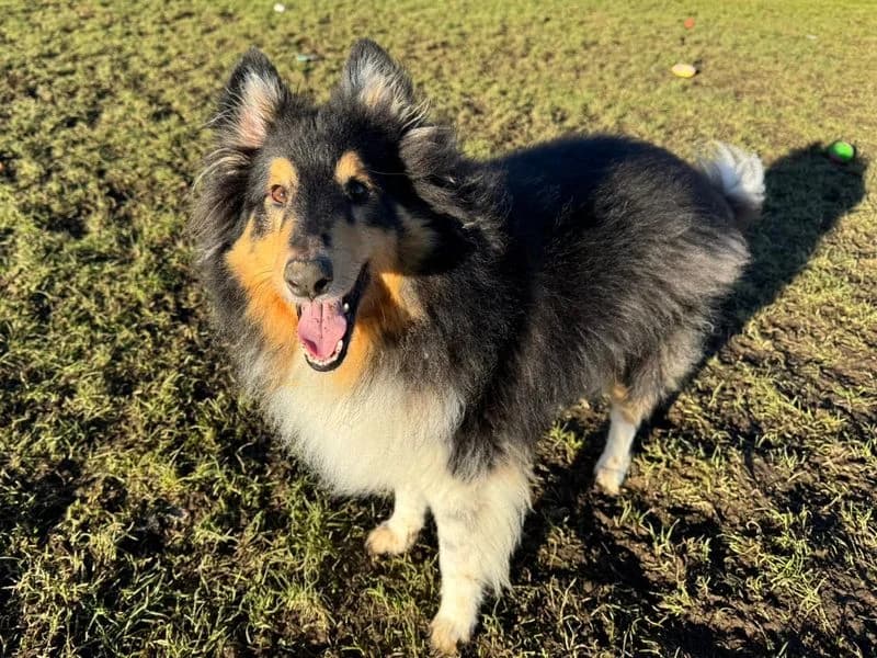 Jack, male 5yo Shetland Sheepdog for adoption at Dogs Trust West Calder, West Calder