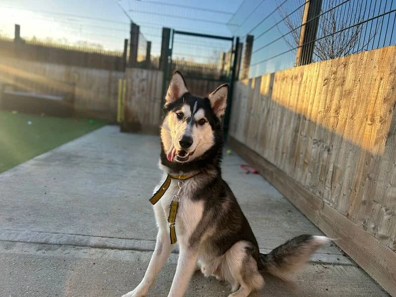 Diesel, male young Husky for adoption at Dogs Trust Basildon, Wickford