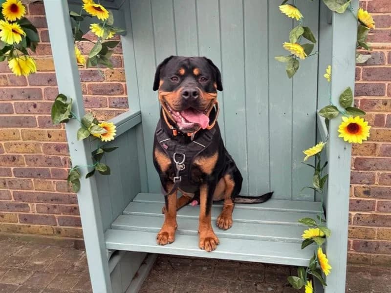 Marley, male young Rottweiler for adoption at Dogs Trust Basildon, Wickford