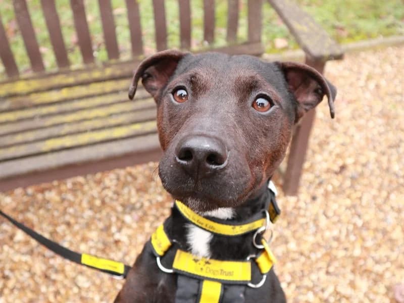 Radish, male 3yo Mixed Breed for adoption at Dogs Trust Harefield, Harefield