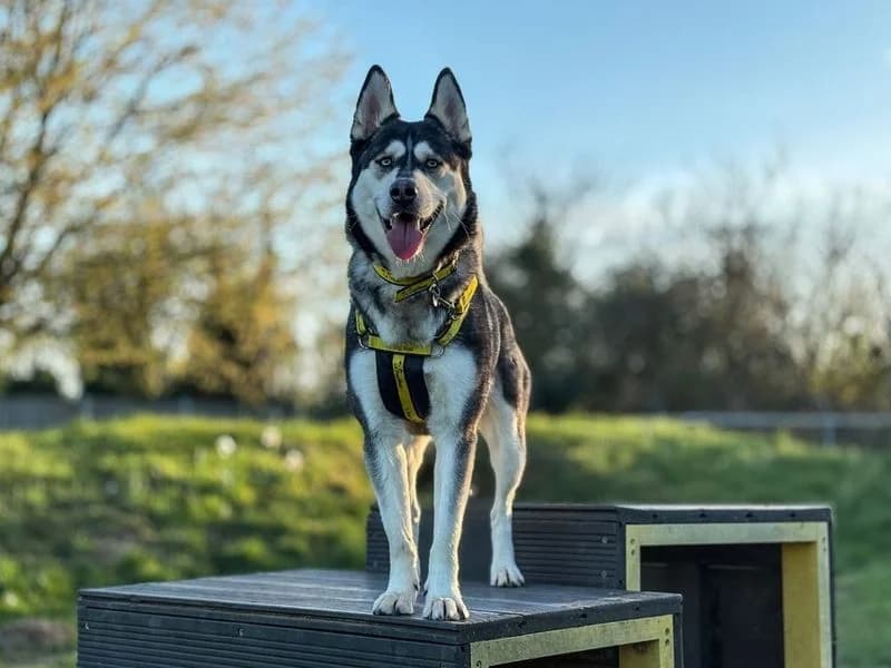 Missy, female 3yo Husky for adoption at Dogs Trust Snetterton, Snetterton