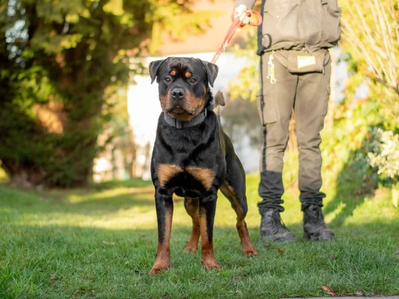 Bosco, male young Rottweiler for adoption at Dogs Trust Kenilworth, Kenilworth