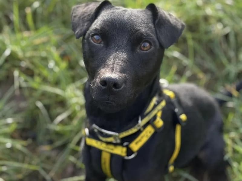 Paddy, male young mixed breed for adoption at Dogs Trust Shrewsbury, Telford
