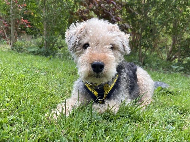 Jaxon, male senior mixed breed for adoption at Dogs Trust Ilfracombe, Ilfracombe