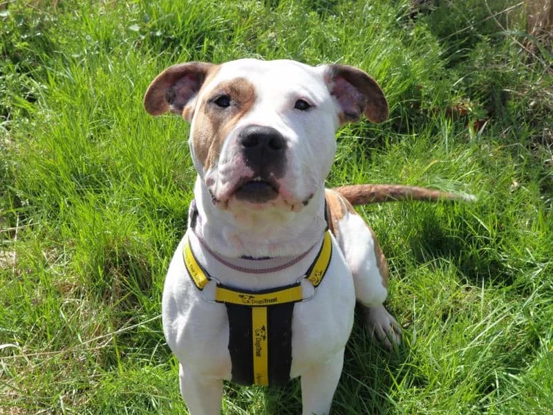 Misty, English Bulldog (Dogs Trust Harefield)