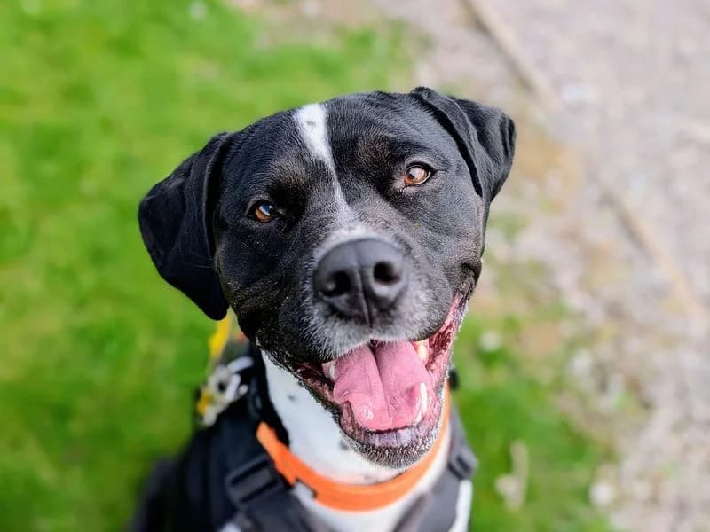 Dora, female 3yo Mixed Breed for adoption at Dogs Trust Cardiff, Cardiff