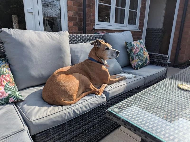 HoneyBoo, female 7yo mixed breed for adoption at Dogs Trust Shrewsbury, Telford
