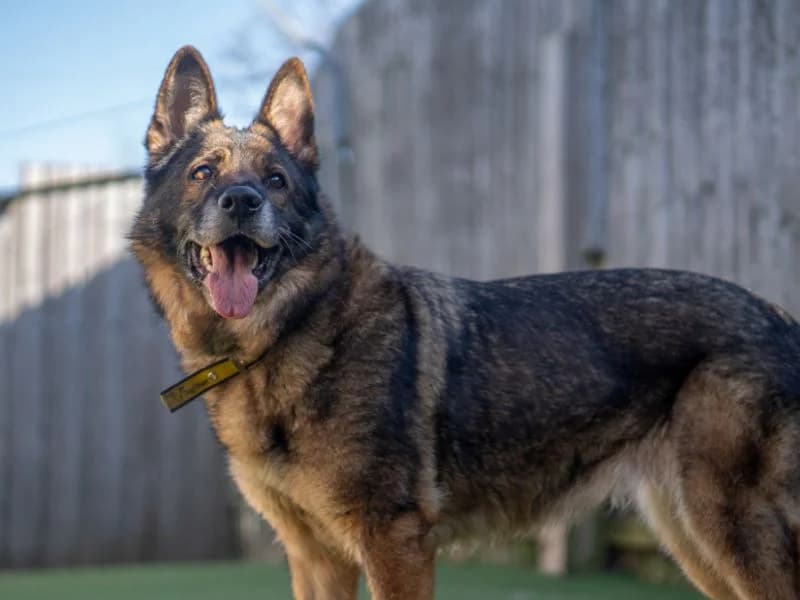 Zara, female 7yo mixed breed for adoption at Dogs Trust Kenilworth, Kenilworth