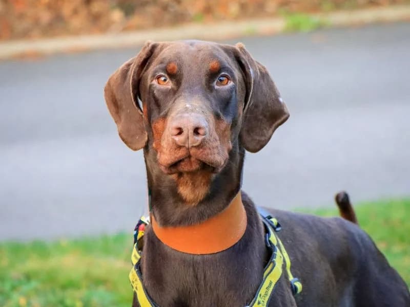 Frank, black male Doberman for adoption at Dogs Trust Newbury, Newbury