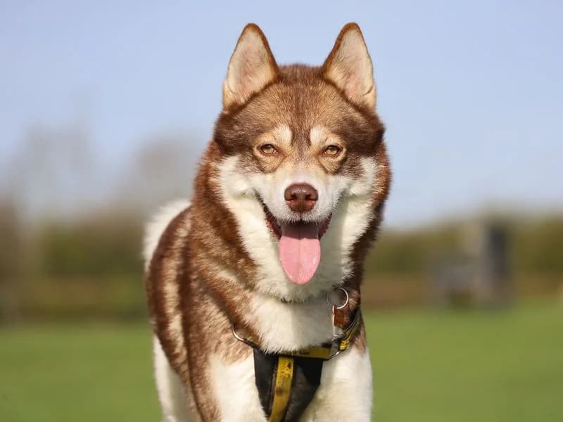 Hunter, male 3yo Husky for adoption at Dogs Trust Leeds, Leeds
