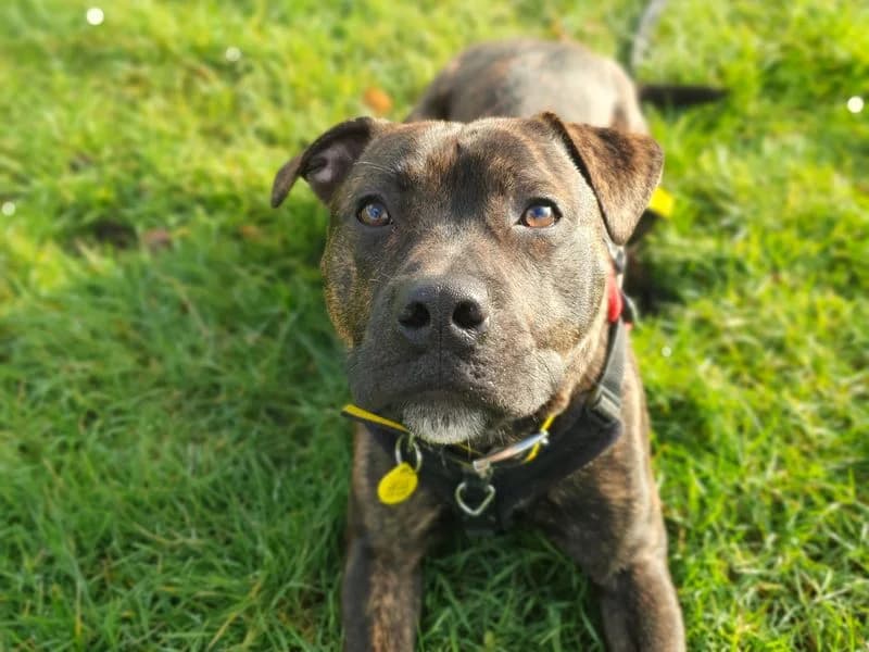 Logan, male young Staffordshire Bull Terrier for adoption at Dogs Trust Harefield, Harefield
