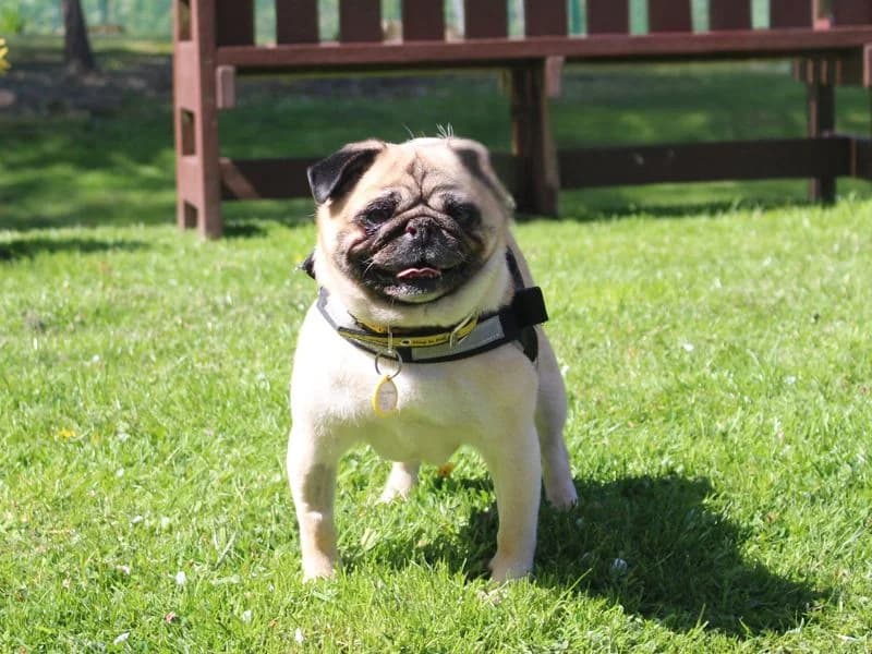 Bella, female 7yo Pug for adoption at Dogs Trust Merseyside, Liverpool