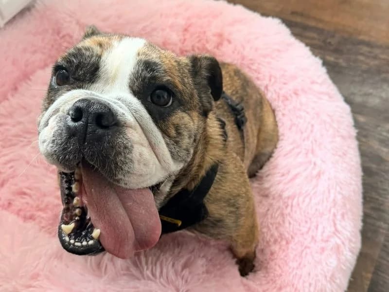 Missy, female young English Bulldog for adoption at Dogs Trust Basildon, Wickford