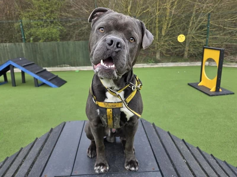 Foggy, male young English Bulldog for adoption at Dogs Trust Basildon, Wickford