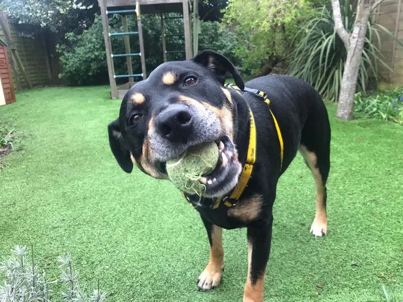 Mr Tubbs, male 6yo Staffordshire Bull Terrier for adoption at Dogs Trust Evesham, Evesham