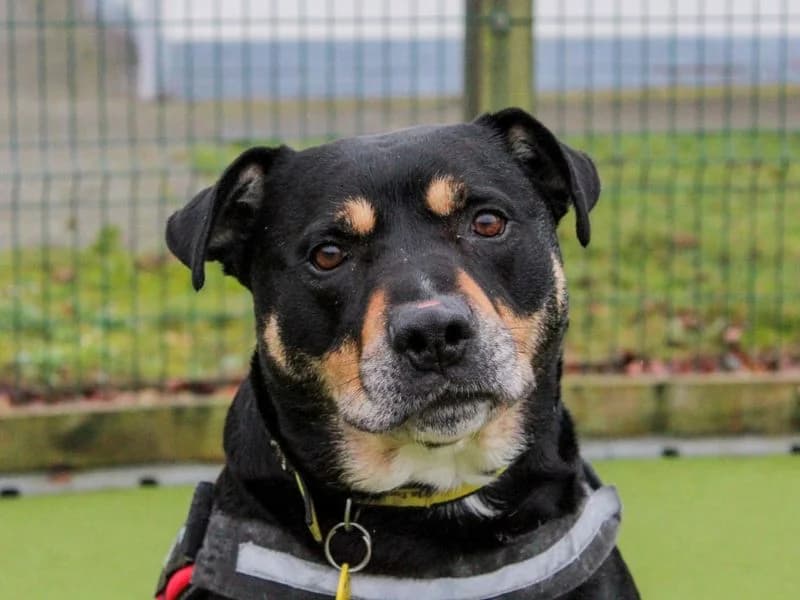 Mr Tubbs, male 6yo Staffordshire Bull Terrier for adoption at Dogs Trust Evesham, Evesham