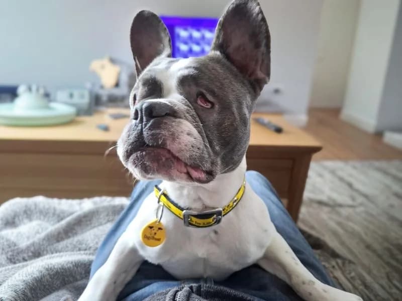 Lola, female 5yo English Bulldog for adoption at Dogs Trust Basildon, Wickford