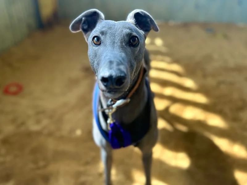 Dec, male 4yo Greyhound for adoption at Dogs Trust Snetterton, Snetterton