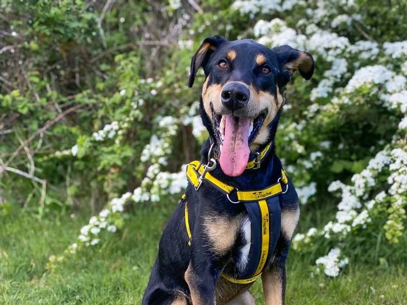 Ajax, male young Doberman for adoption at Dogs Trust Basildon, Wickford