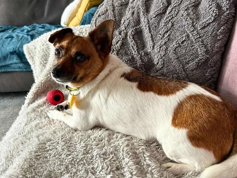 Mosley, male 3yo Chihuahua for adoption at Dogs Trust Manchester, Manchester