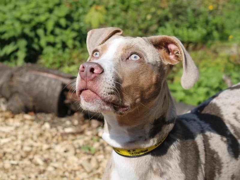 Bridget, female puppy English Bulldog for adoption at Dogs Trust Merseyside, Liverpool