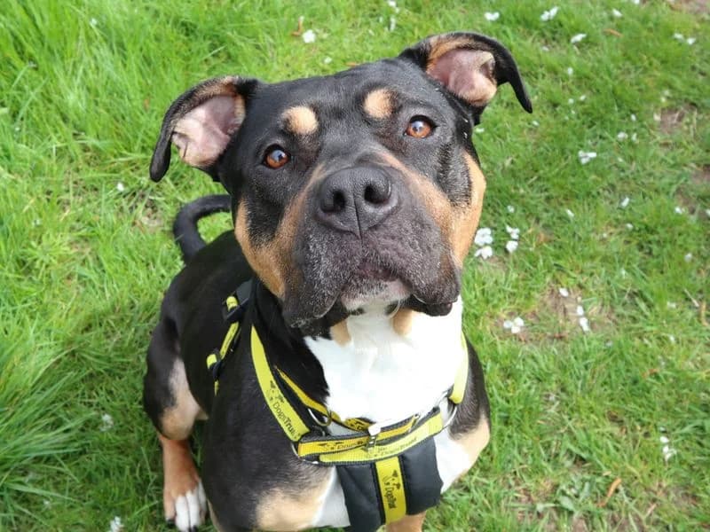 Fig, female young Staffordshire Bull Terrier for adoption at Dogs Trust Harefield, Harefield