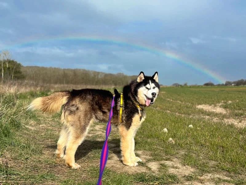 Kaiser, male senior Husky for adoption at Dogs Trust Basildon, Wickford
